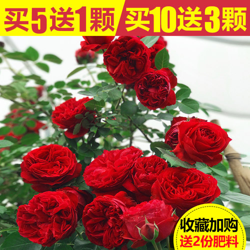 蔷薇花苗藤本月季爬藤植物庭院阳台玫瑰花苗盆栽花卉浓.香四季开