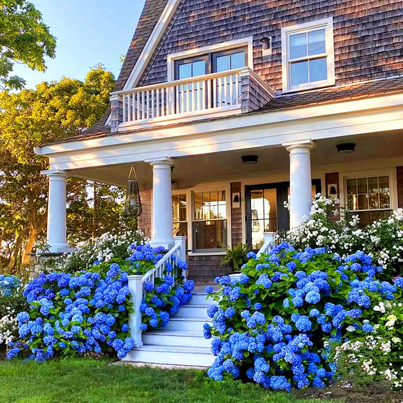 无尽夏绣球花苗带花苞盆栽大苗四季多年生花盆栽庭院X阳台花好养,鲜花速递/花卉仿真/绿植园艺,绣球/木绣球/木本植物,淘宝优惠券,粉丝福利购,淘宝优惠卷