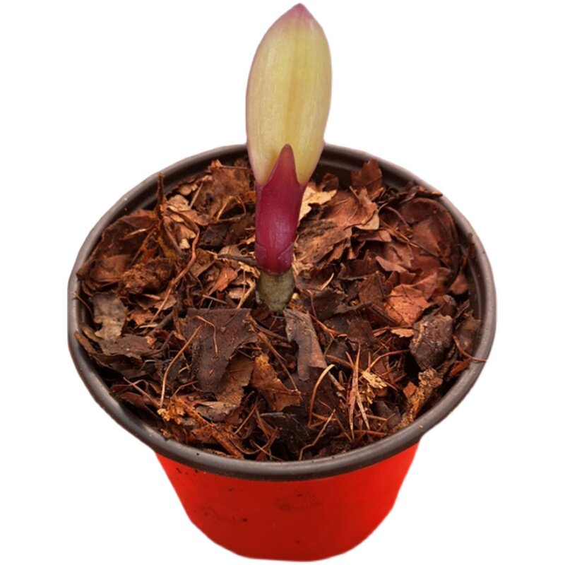 长春贤知精品君子兰 佛光一叶小苗 圆头短叶o油匠鸳鸯福伦彩兰绿