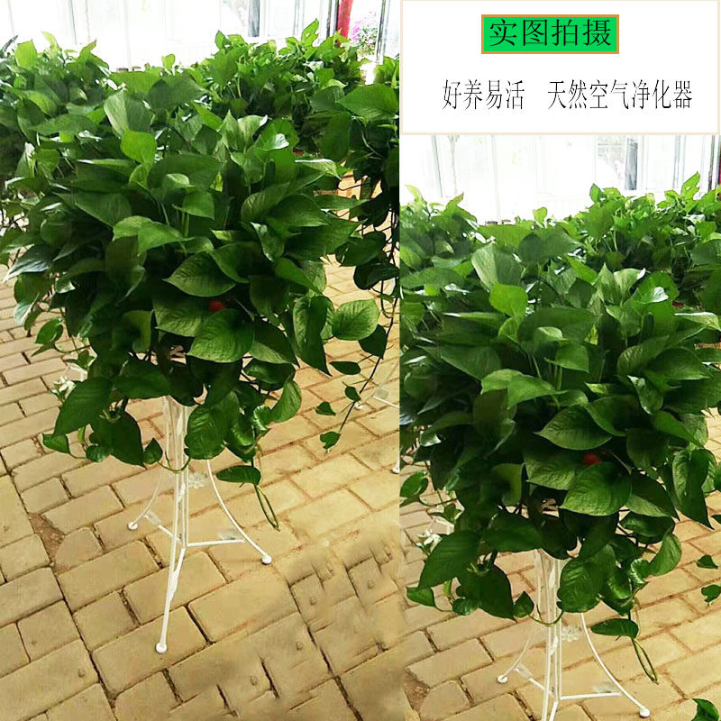 大盆绿萝盆栽 客厅自吸水盆长藤垂掉植物新房R除甲醛净化空气绿植