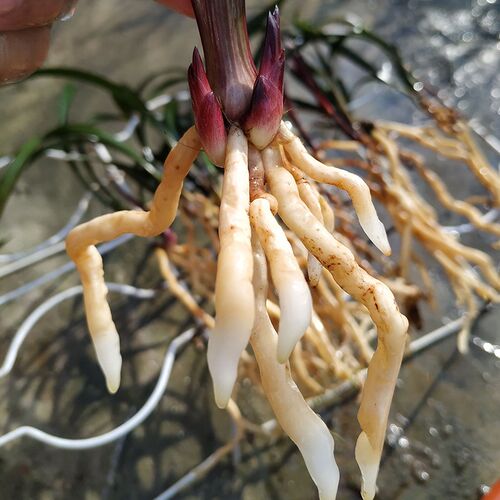 高档兰花苗盆栽 建n兰红草红荷 现带花苞出售浓香花卉绿植室内好