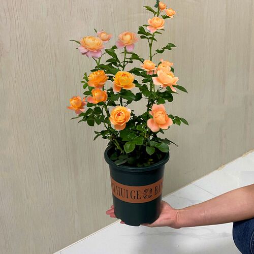 果汁阳台月e季花苗四季浓香欧月灌木大花阳台盆栽庭院地栽切花玫