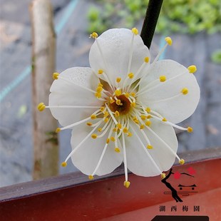 【湖西梅c园】原生单瓣江梅白梅扦插三年苗盆栽熟桩