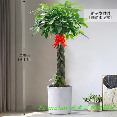 发财树盆栽单杆辫子办公室大型绿B植造型盆栽乔迁送礼深圳同城包