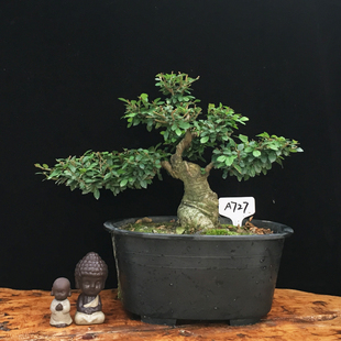 原生小叶榆树榔榆老桩盆景露根疙瘩提根盘根O矮霸附石景观盆栽植