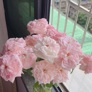 新森林鲜花粉荔枝玫瑰花花束x家用水培插花鲜切花基地直批真花花