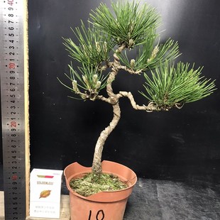 老盆小老桩黑松盆景暴皮针叶短四季常L青一图一拍造型迎客松