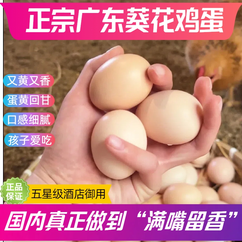 【非笼养】著名广东葵花鸡蛋 正宗农家散养土鸡蛋现捡发顺丰