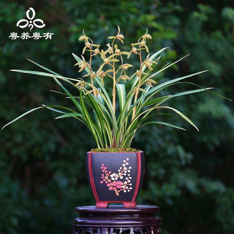 宇宙殿金边墨兰名贵品种系列兰花五星级藏龙翁源兰阳之松植物盆栽