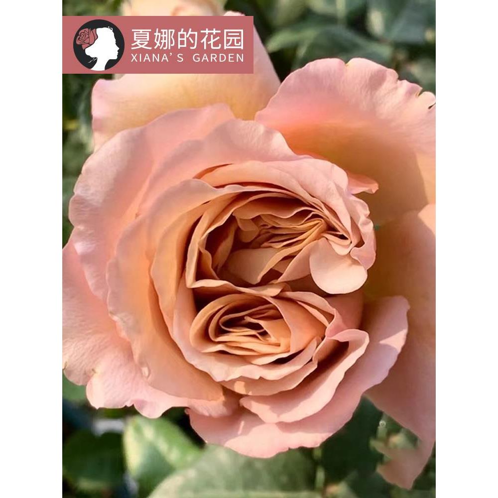 拿铁咖啡月季花苗大花浓香四季开花勤花抗病灌木庭院阳台盆栽花卉