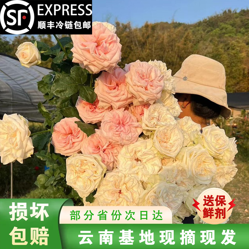 云南新鲜A级玫瑰花顺丰冷链速运