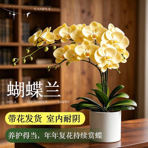 蝴蝶兰盆栽办公室高级花卉绿植