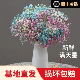 满天星鲜花新鲜切花超大束家庭水养办公室卧室插花配花顺丰冷链达