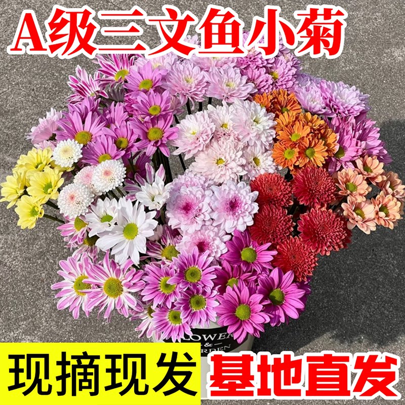 云南小雏菊鲜花玫瑰百合桔梗