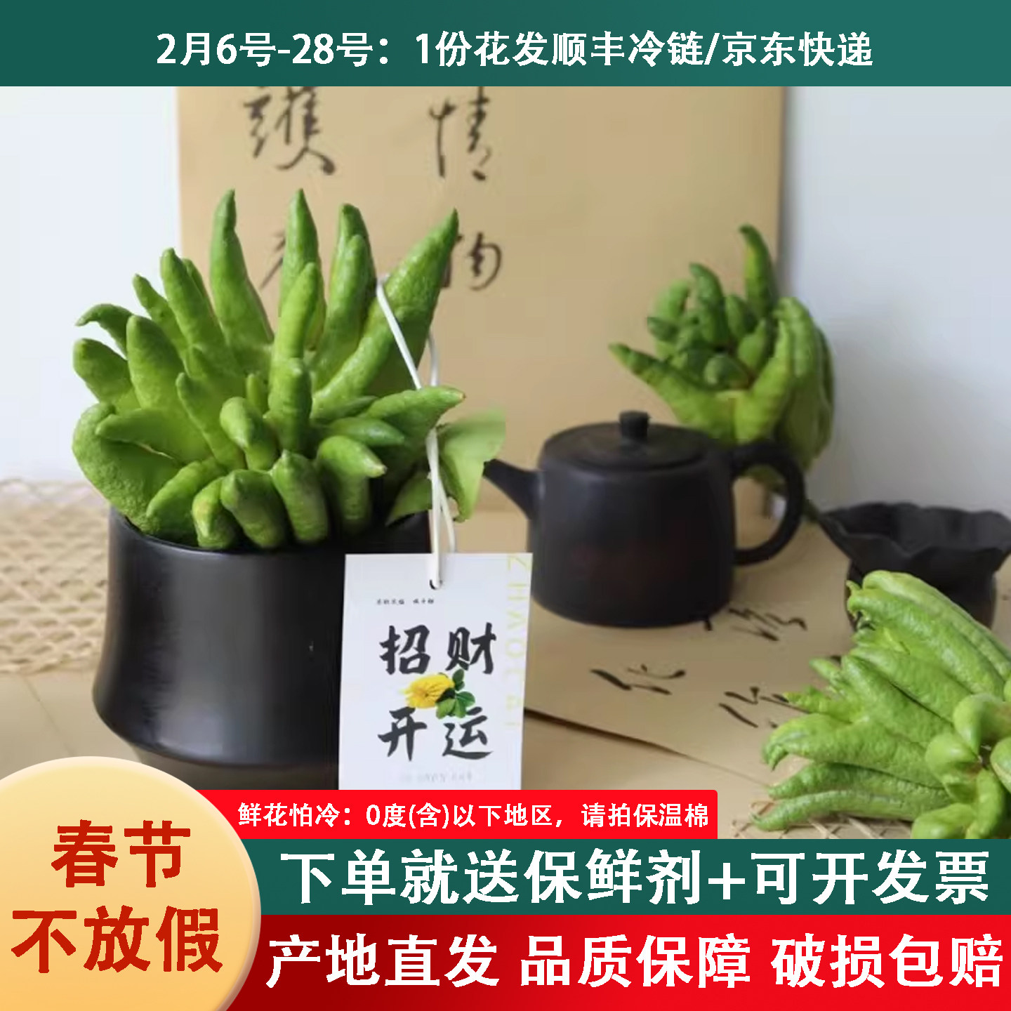 佛手柑现摘水培植物鲜果室内桌面绿植盆栽新鲜切枝佛手瓜摆件闻香