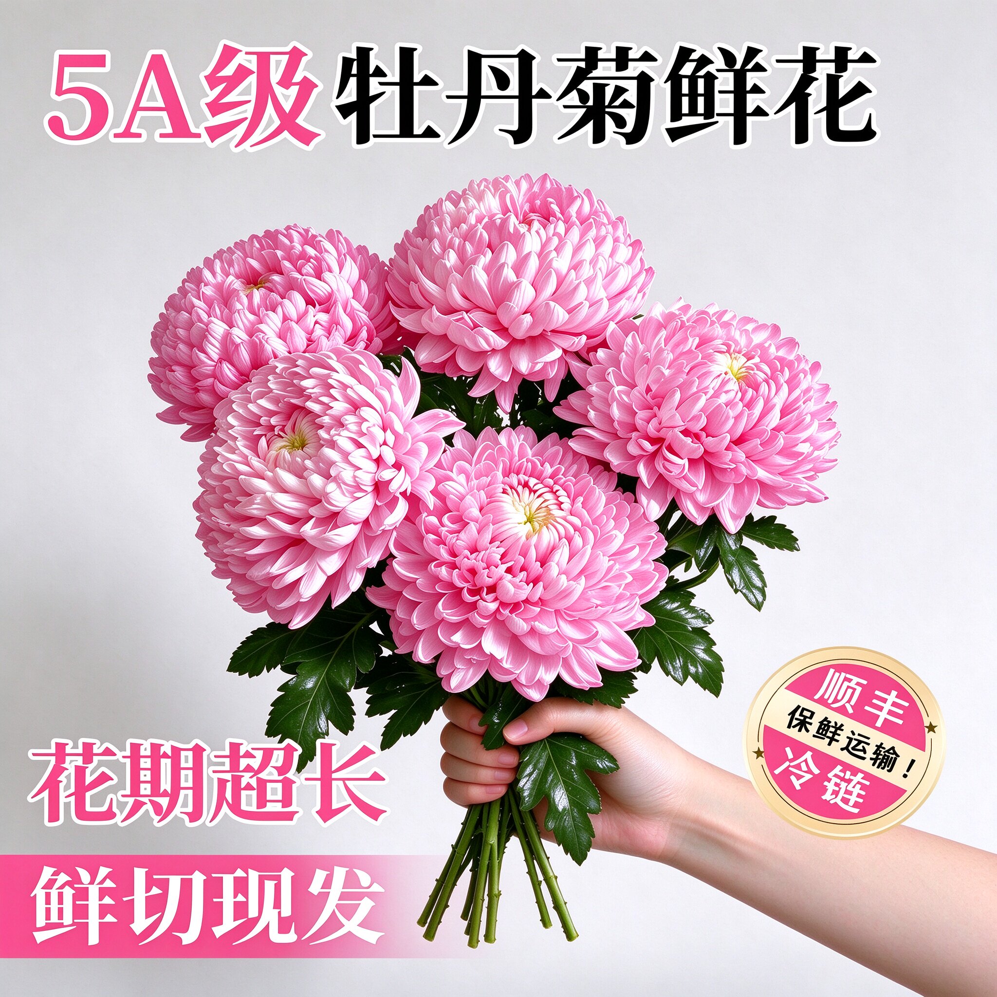 牡丹菊鲜切花云南直发插花水养