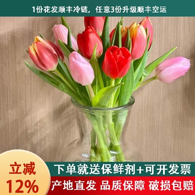 郁金香云南鲜花基地顺丰直发水养插花鲜切花昆明花卉