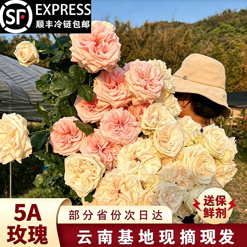稀有玫瑰花鲜花切粉荔枝插花云南直发弗洛伊德同城配送顺丰冷运