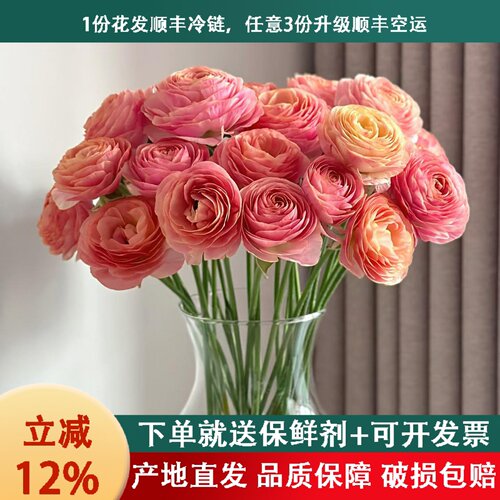 洋牡丹年宵花顺丰包邮