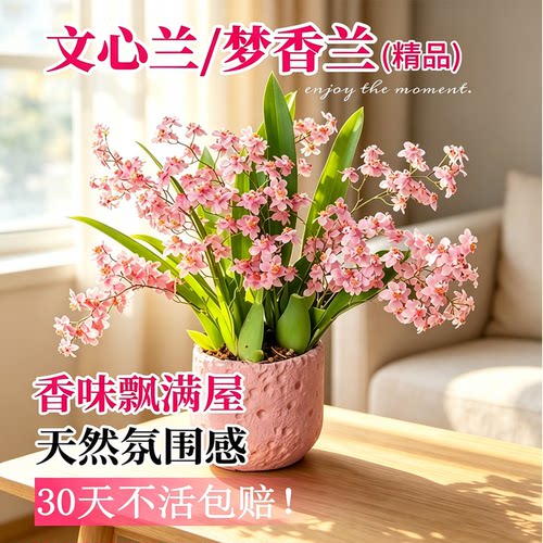 文心兰带花苞盆栽浓香型水培花苗