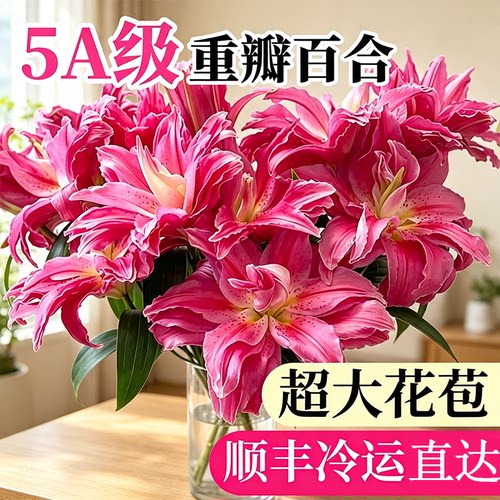 精品重瓣红香水百合鲜花云南直发