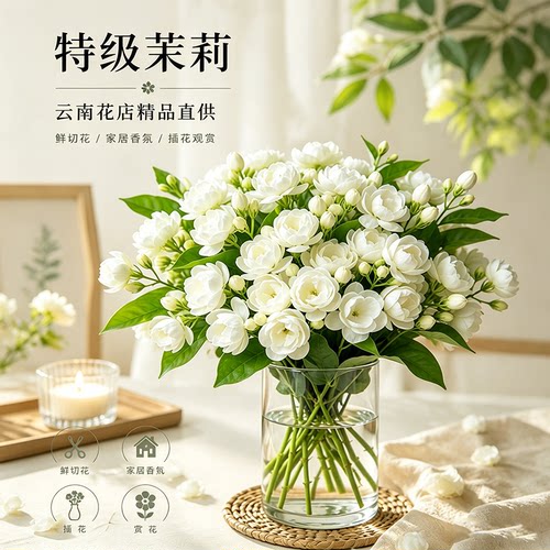 云南基地直发茉莉花水培植物