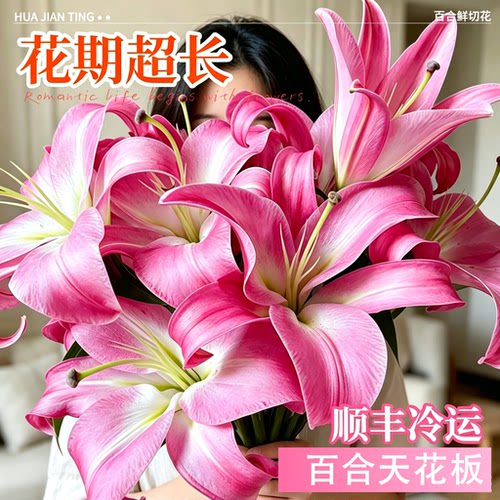 云南花田精品白百合黄霸天冰美人