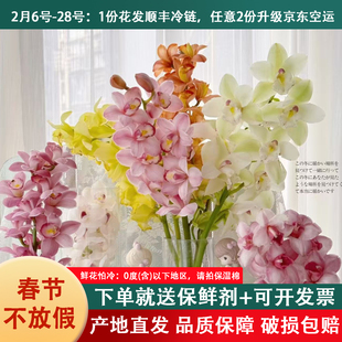 大花惠兰鲜切花云南基地直发室内花卉兰花大花蕙兰鲜花水培手捧花