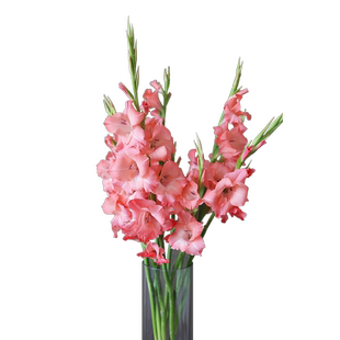 混搭剑兰鲜花云南直发花期长鲜切花苞速递家用水养培唐菖蒲插花束