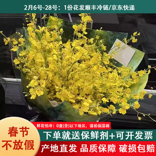 黄色跳舞兰鲜花云南直发橙色真花婚庆水培植物花束文心兰鲜切花