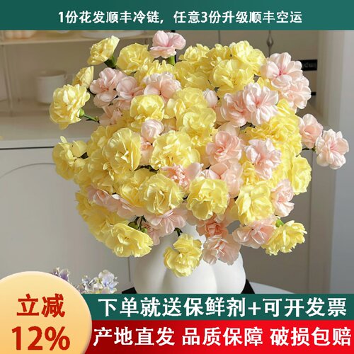 多头康乃馨鲜花鲜切花云南昆明