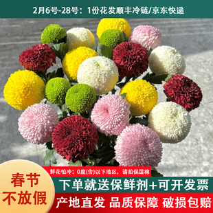 乒乓菊鲜切花黄色菊插花水养云南昆明基地直发斗南鲜花市场顺丰发