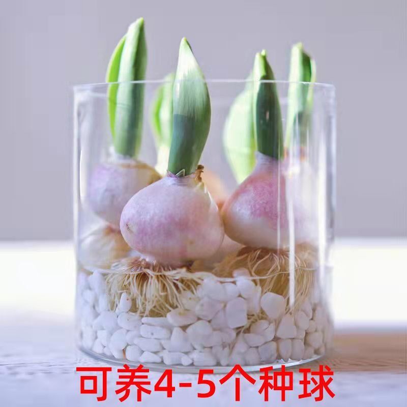 速发金球水培玻璃花盆郁种包花瓶水养植物透明玻璃瓶插花绿萝盆方