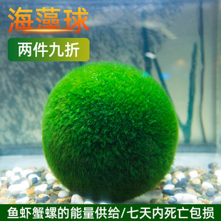 速发鱼缸海藻球水草水景观生态瓶绿藻球鱼缸造景室微桌面装饰内生