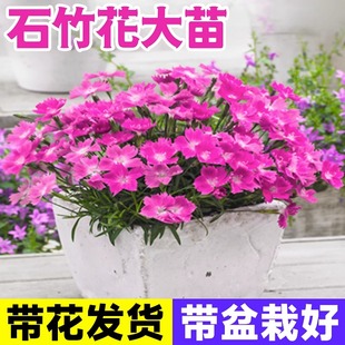 速发欧石竹花花盆栽带苗苞四季开皮卉室外草坪花好养易活耐寒庭院