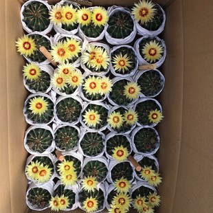 龙王丸仙人球左右旋多肉植物开花仙人球仙人掌植物盆栽庭院花卉