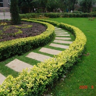 绿化苗金叶女贞树苗庭院别墅篱笆苗小区 四季常青工程小苗色块苗