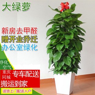 绿萝大叶植物办公室绿植室内盆栽客厅花卉绿植净化空气吸甲醛重庆