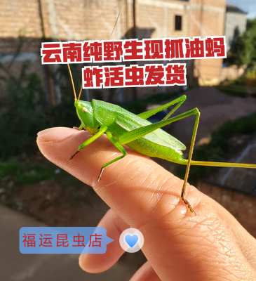 野生拟茅螽野生活虫鸣虫昆虫绿色油蚂蚱活体鸟食提性