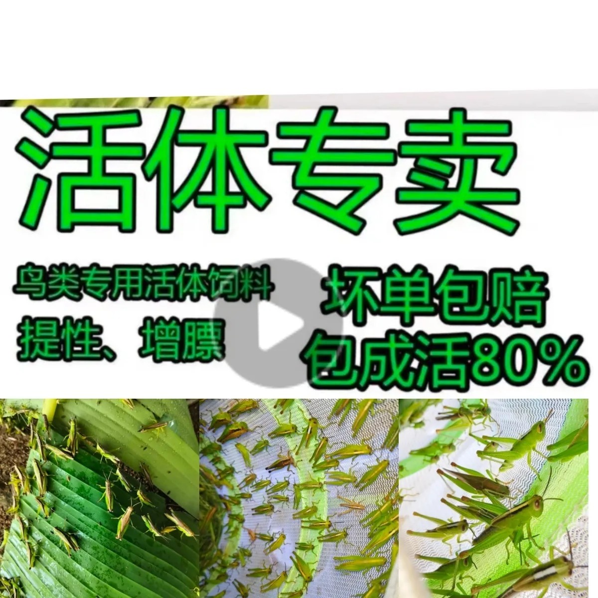 稻蝗活虫蚂蚱活体稻蝗画眉比赛鸟食丁蜢花腿草蜢提性喂鸟钓鱼 - 实物图