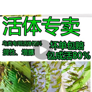 稻蝗活虫蚂蚱活体稻蝗画眉比赛鸟食丁蜢花腿草蜢提性喂鸟钓鱼