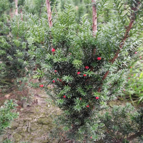 雅安天赐苗木造型盆景基地曼地