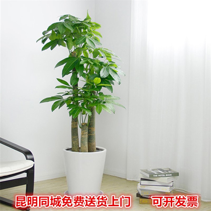 大发财树昆明绿色盆栽大r型绿植客厅办公室花卉开业乔迁送礼装饰