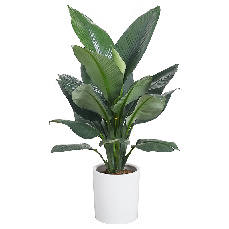 绿巨人室内盆栽 大叶植物 大型客厅阳台净空Q气除甲醛易养活绿植