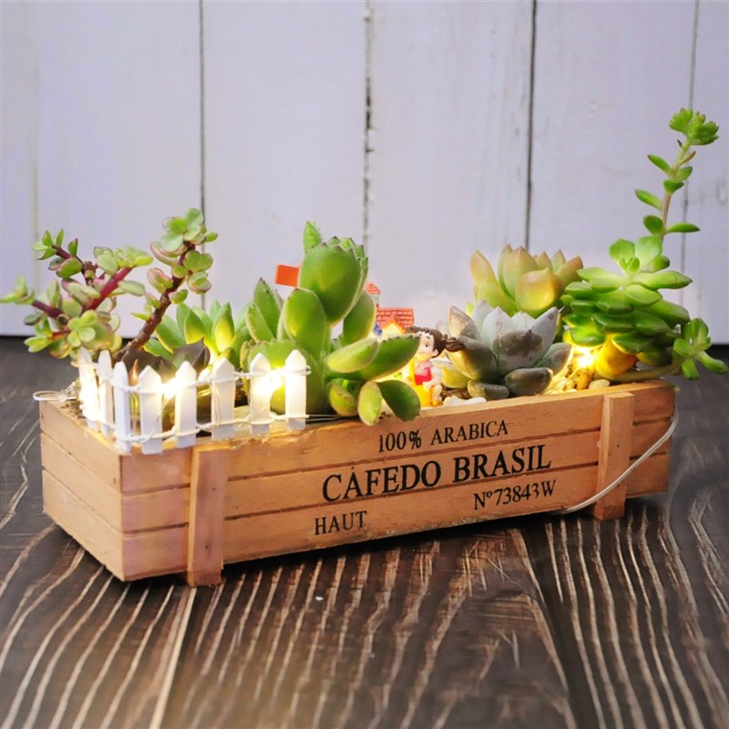 苔藓微景观办公室小盆栽创意迷你diy植物室内Q植物小盆景微缩景观