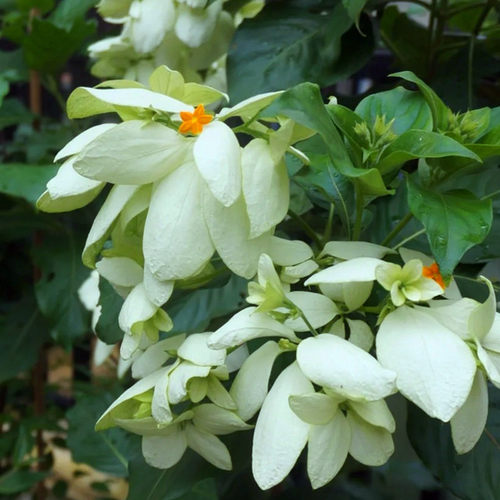 粉叶金花粉纸扇盆栽成品带花苞阳台D花园庭院花镜耐晒耐热木本花