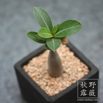 实生仙人球掌创意办公室内桌面电C脑防辐射小多肉植物组合盆栽绿