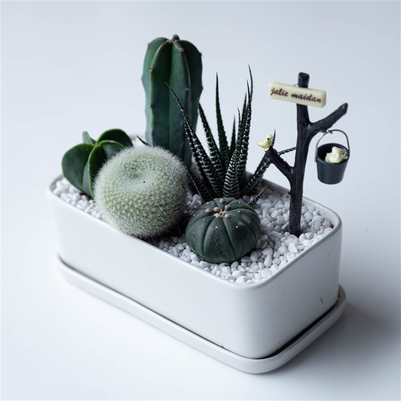 仙人掌盆栽多肉植物组合室内小绿植办公室桌面P花卉仙人球开花创