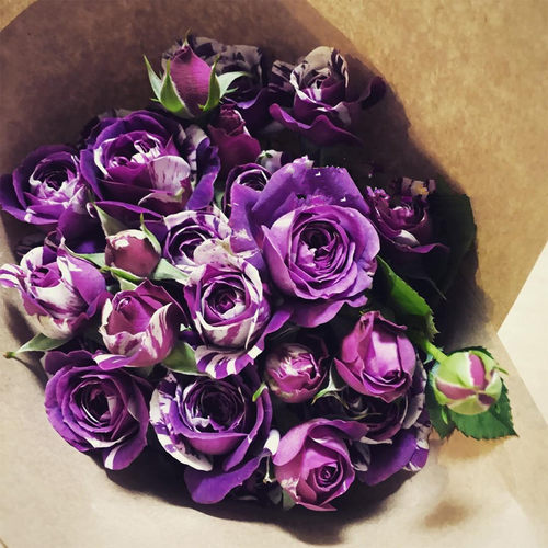 阳台微月紫色条纹月季花苗芬芳宝石D四季开植物带花玫瑰花盆栽花