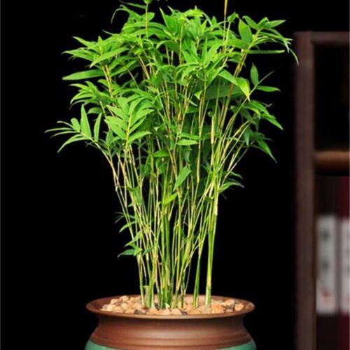 米竹盆栽适合新手的小型微盆景F 室内桌面绿植水培带盆种